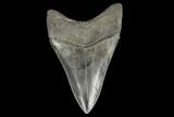 Serrated, Fossil Megalodon Tooth - South Carolina #114506-1